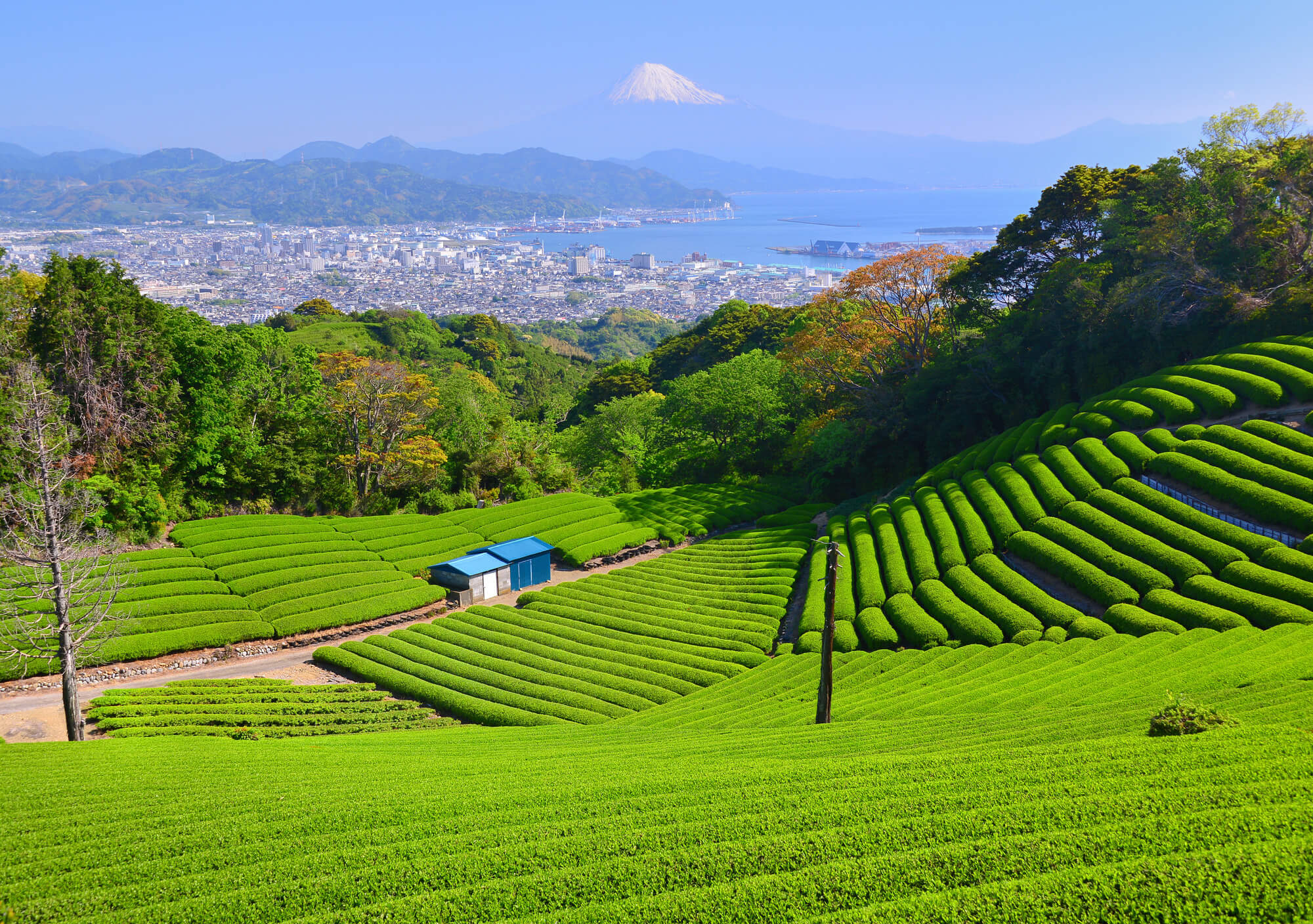 日本平